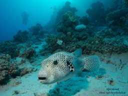 Red Sea 2024