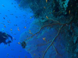 Red Sea 2024