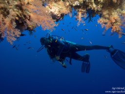 Red Sea 2024