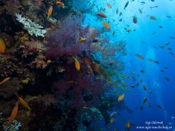 Red Sea 2024