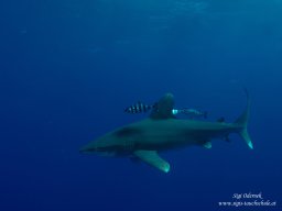 Red Sea 2024