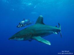 Red Sea 2024