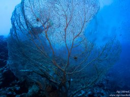 Red Sea 2024